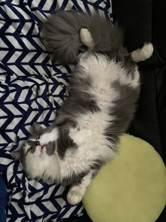 He Will Also Sleep With His Eyes Wide Open...it’s Creepy