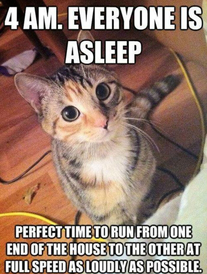 Why Are Cats Like This