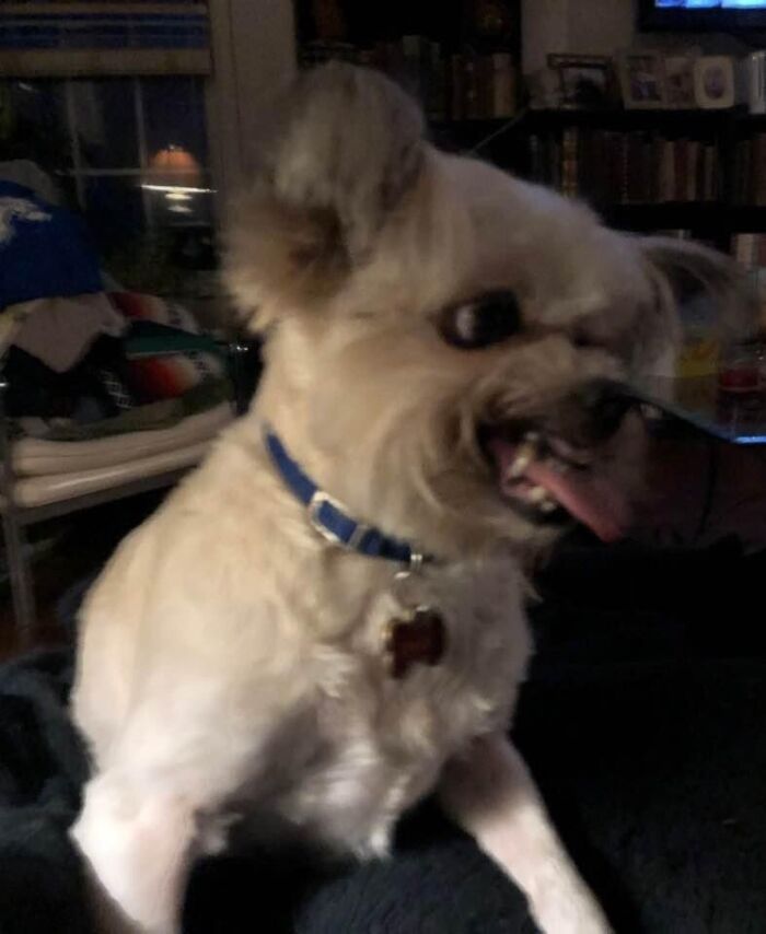 Bailey June Shows Her War Face To A Pesky Puppy