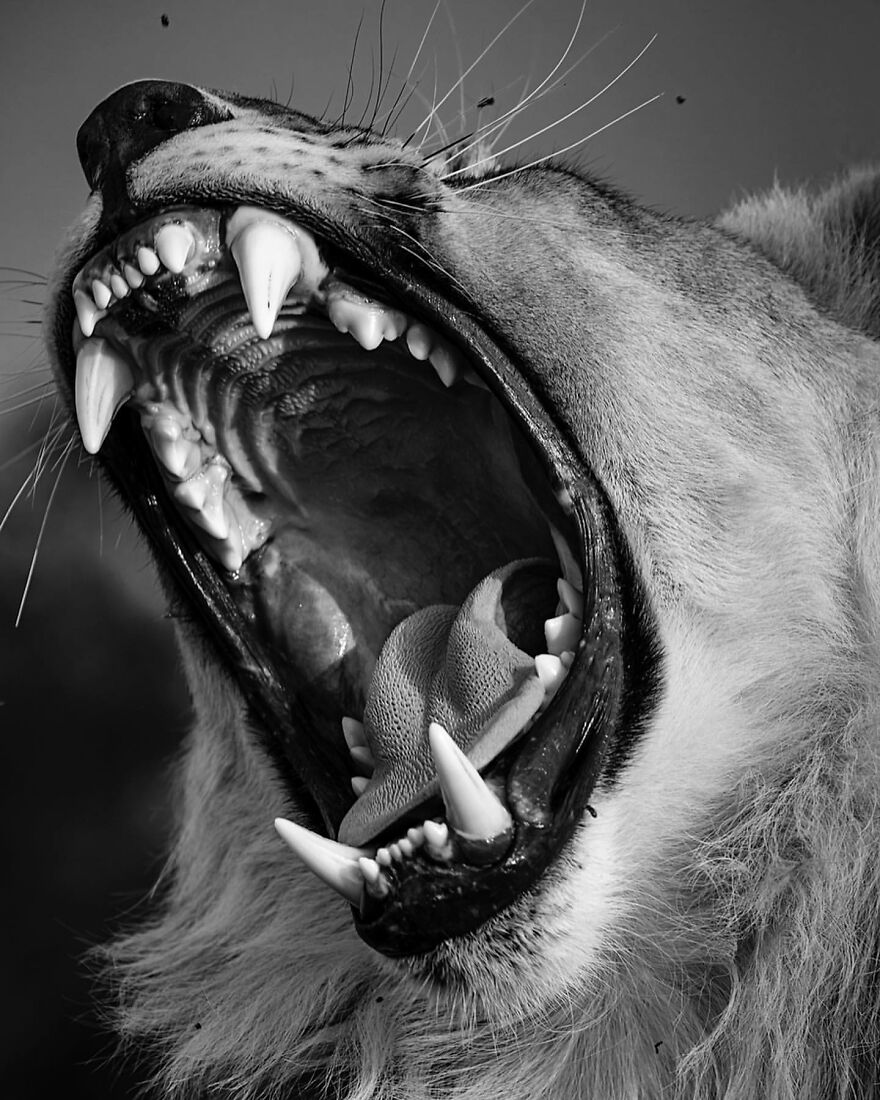 Wildlife-Photography-Lions-Simon-Needham