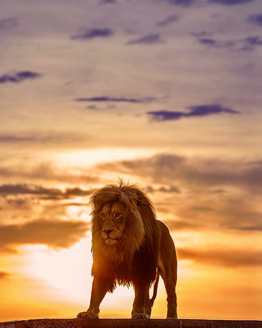 Wildlife-Photography-Lions-Simon-Needham