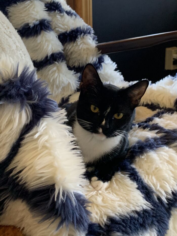 Found This Baby On The Freeway, Now She Glares At Me For Accidentally Interrupting Her Nap