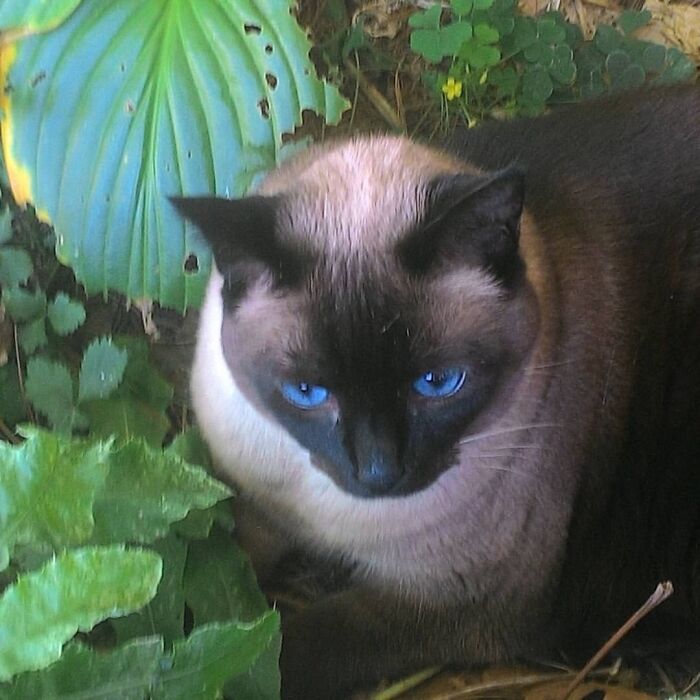 Jasmine In The Flower Bed