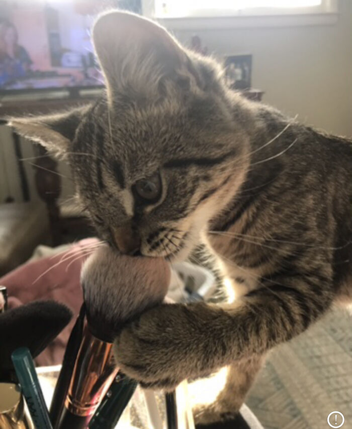 Cricket Doing Makeup