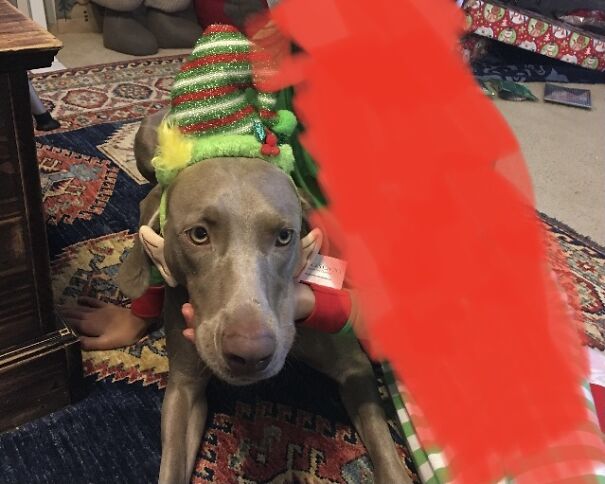 Peppers Christmas Headband Two Years Ago