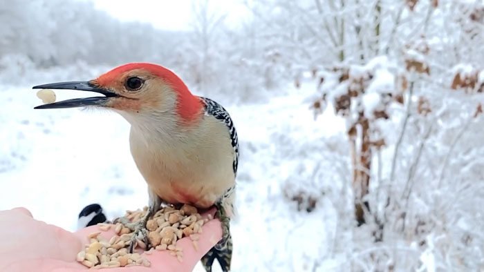 Photographer Records Fun Videos Of Birds Eating From Her Palm In Slow Motion