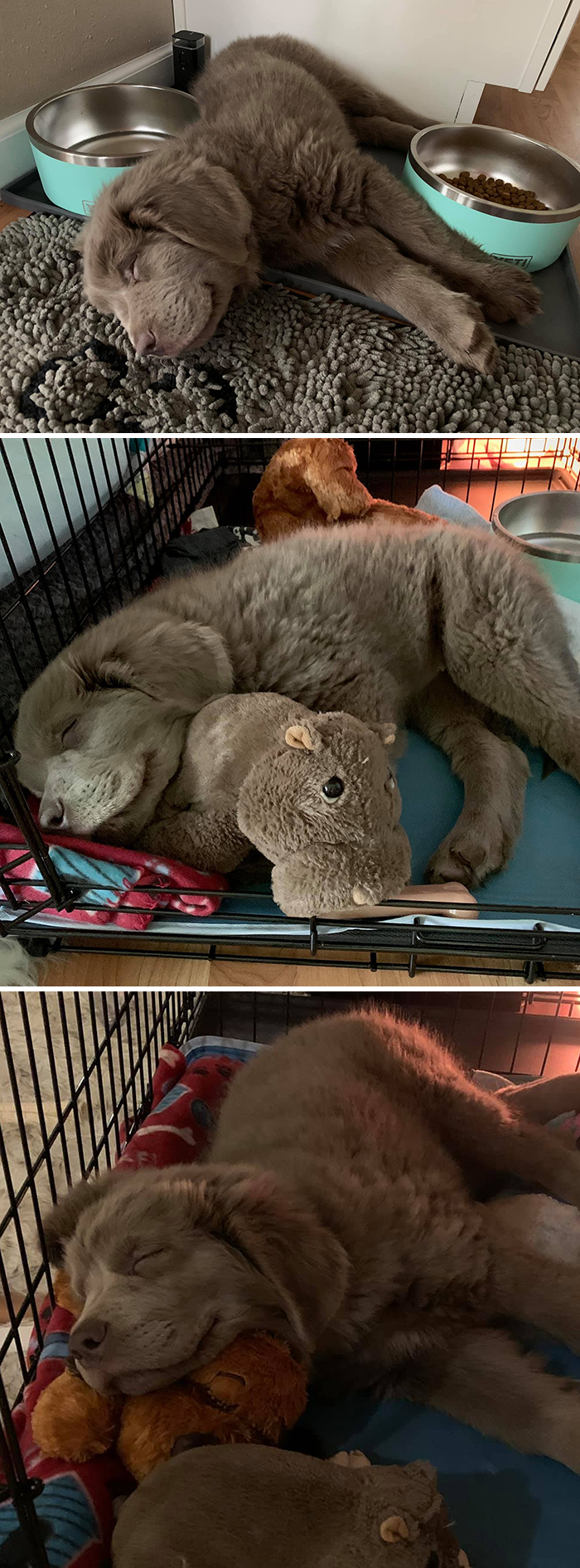 Just A Sleepy Smiley Hippo Pup And Her Hippo
