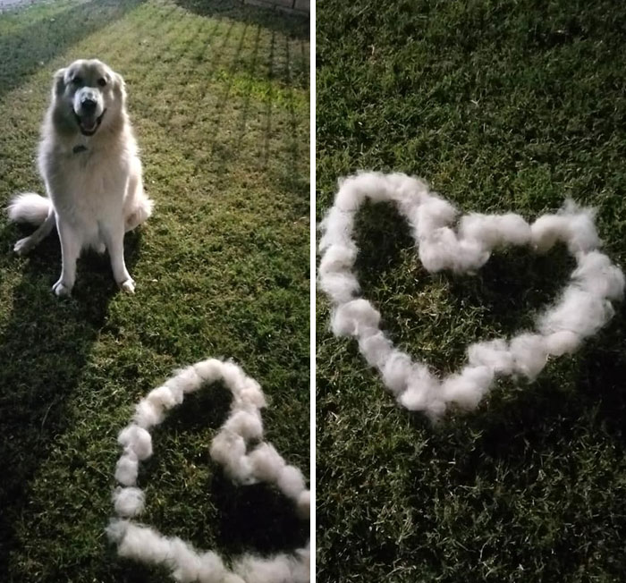 People On Facebook Are Sharing Funny Pics Of How Much Their Dogs Shed (23 Pics)