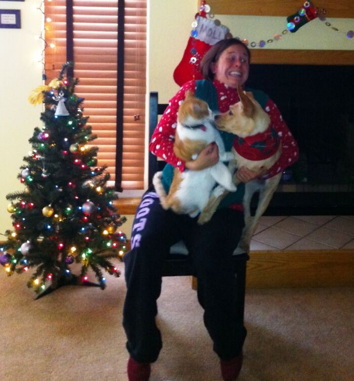 Dogs-Ruined-Christmas-Photos