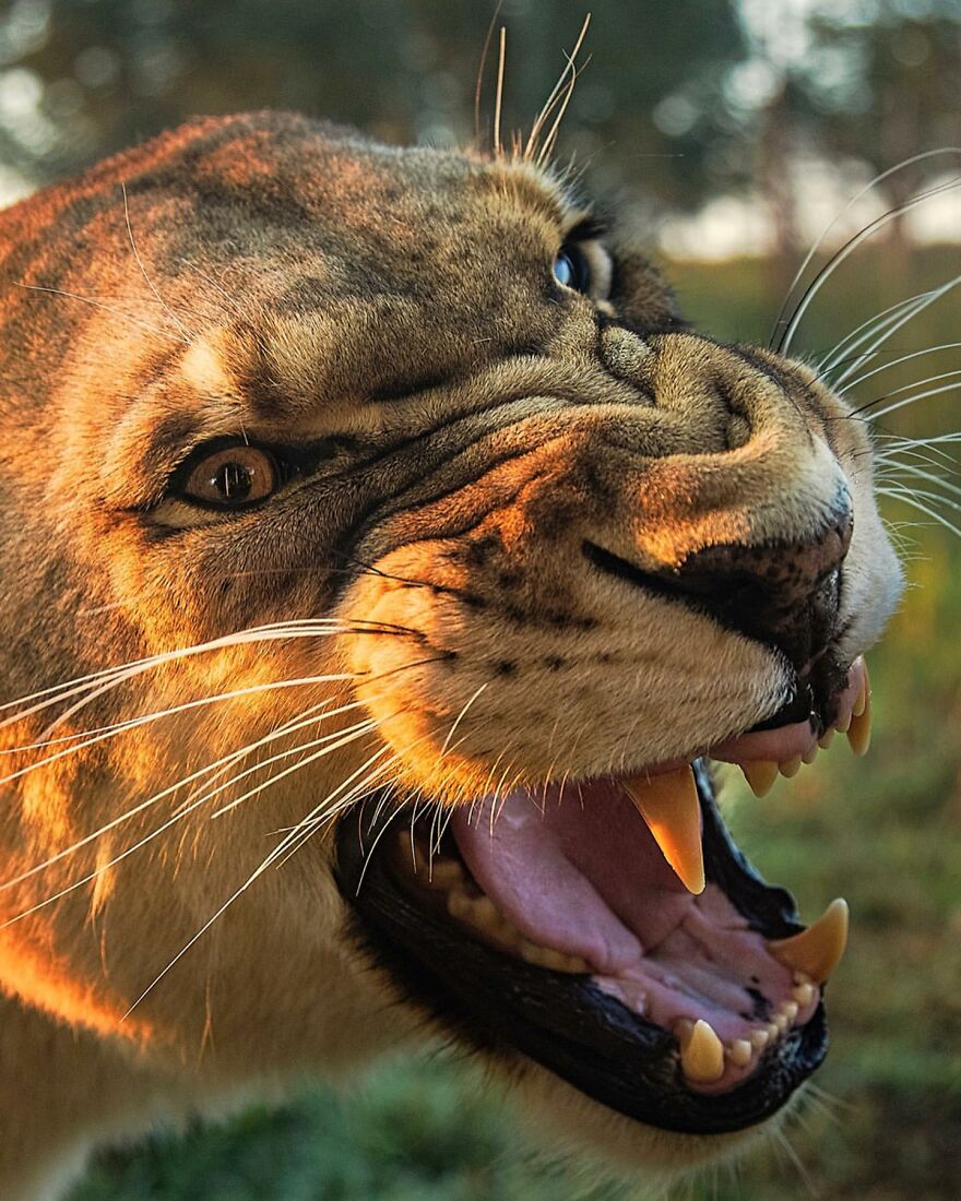 Wildlife-Photography-Lions-Simon-Needham