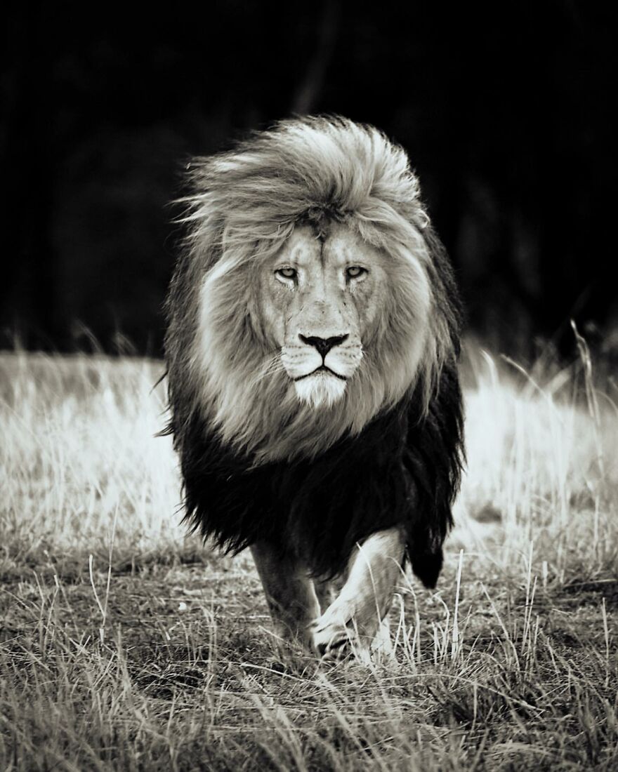 Wildlife-Photography-Lions-Simon-Needham