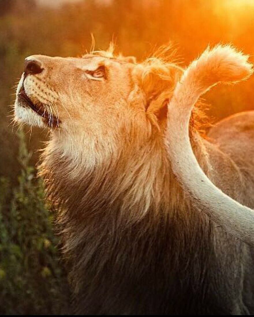 Wildlife-Photography-Lions-Simon-Needham