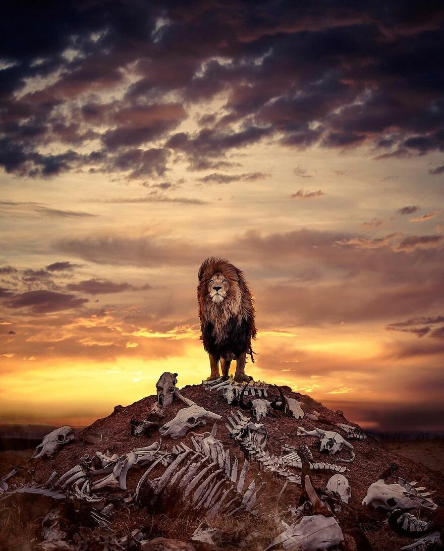 Wildlife-Photography-Lions-Simon-Needham