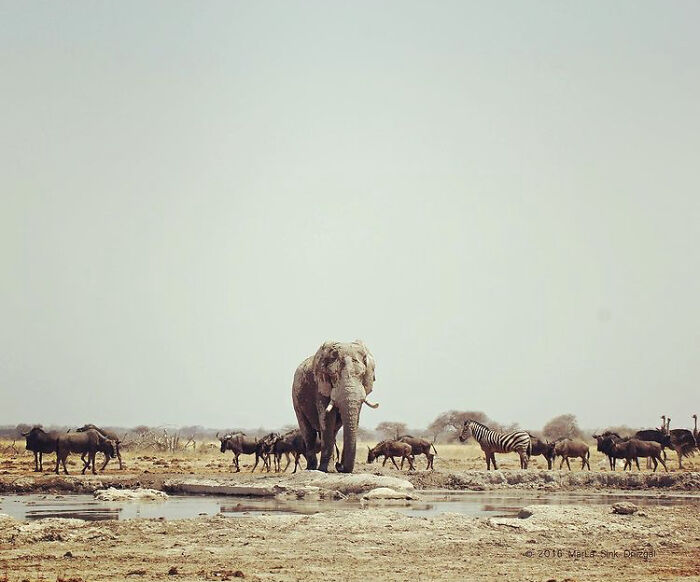 I Titled This “The Ruler Of Nxai Pan.” It Has Issues, But I’m Really Proud Of It. I Kept Trying For A Shot Where Only One Bull Was Standing On The Rock Above The Watering Hole, And Got It! (Completely Failed To Notice A Lion Lying Nearby Though. 😳)