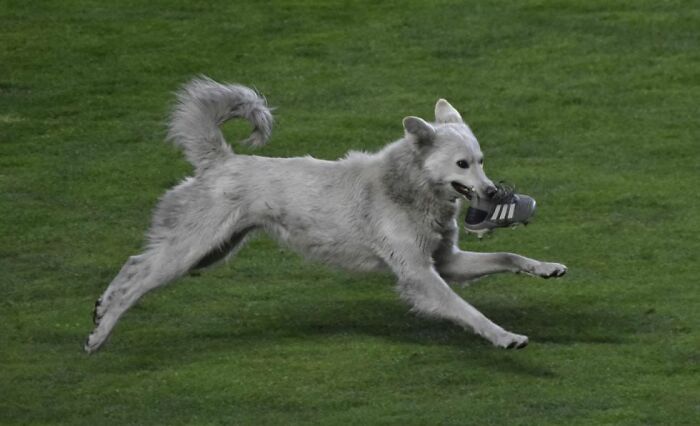 Stray Dog Interrupts A Pro Soccer Match In Bolivia, Gets Adopted By A Player Who Carried Him Off The Field