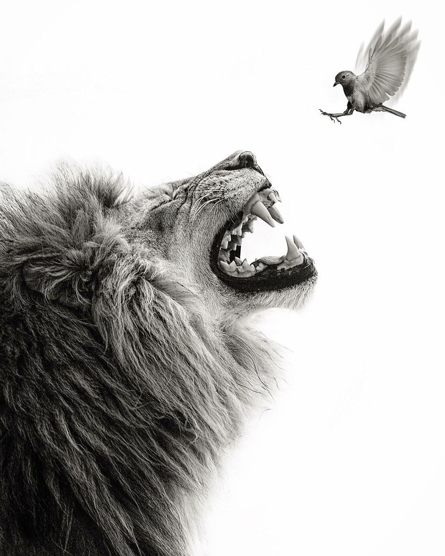 Wildlife-Photography-Lions-Simon-Needham