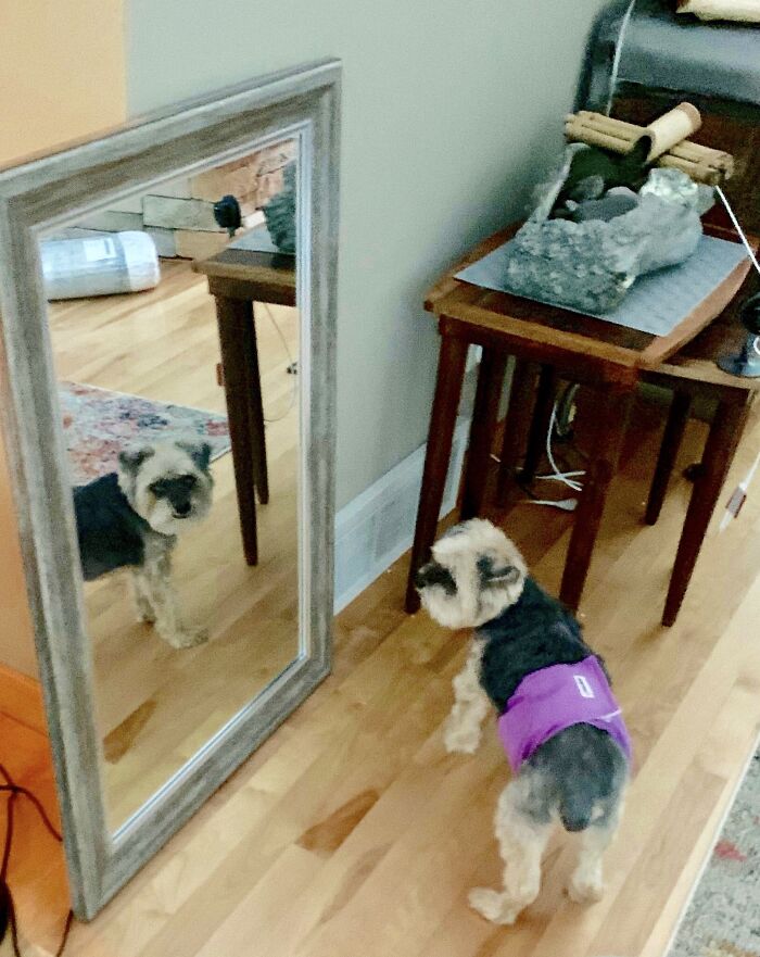 Hey, Who’s That Good-Lookin’ Guy! (When Your Elderly Dog Has Dementia)