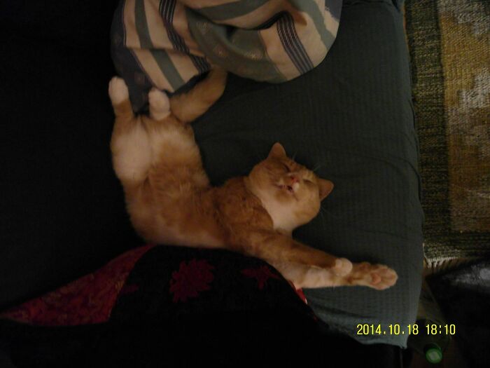 One Weird Cat I Had In 2014.