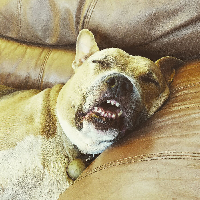 Here’s Another One Of Charlie, The Call Him The Sloth When He’s Sleeping Cuz He Absolutely Knows How To Let It All Go & Just Crash. His Lil Teeth Are So Freakin Cute, Too!