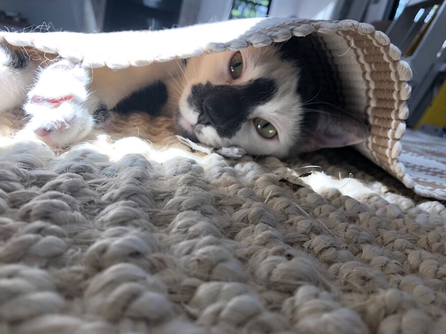 Meet My Cat, Seymour!