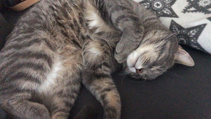 Merlin - He Loooves Bellyrubs