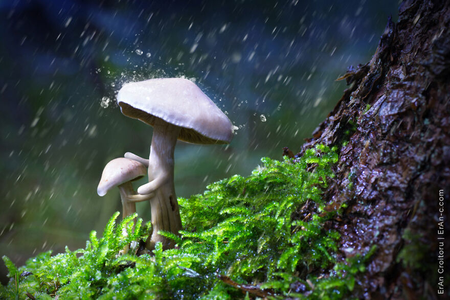 A Couple Inanimate Objects Coming To Life By, Eran Croitoru