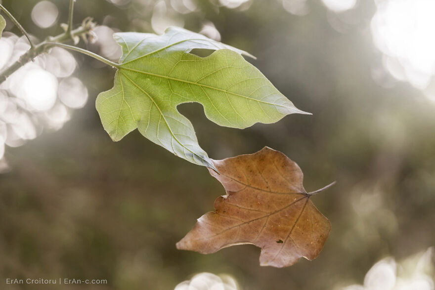 A Couple Inanimate Objects Coming To Life By, Eran Croitoru