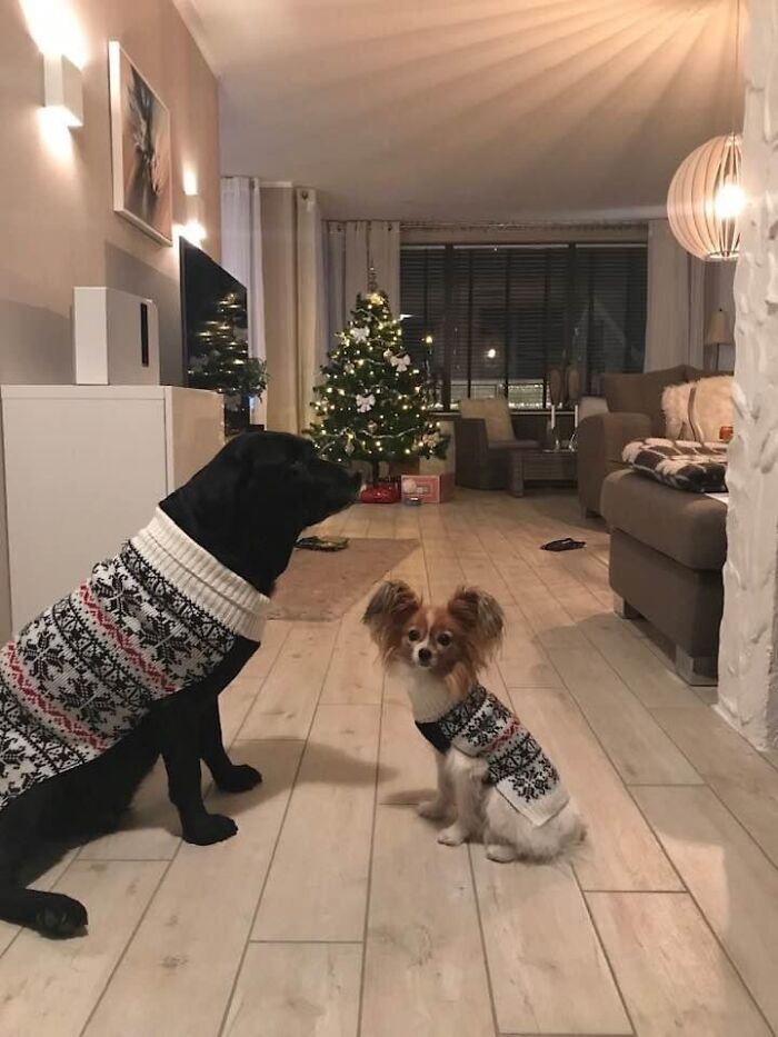 No! I Am A Labrador And I Will Not Look In To The Camera Wearing This!