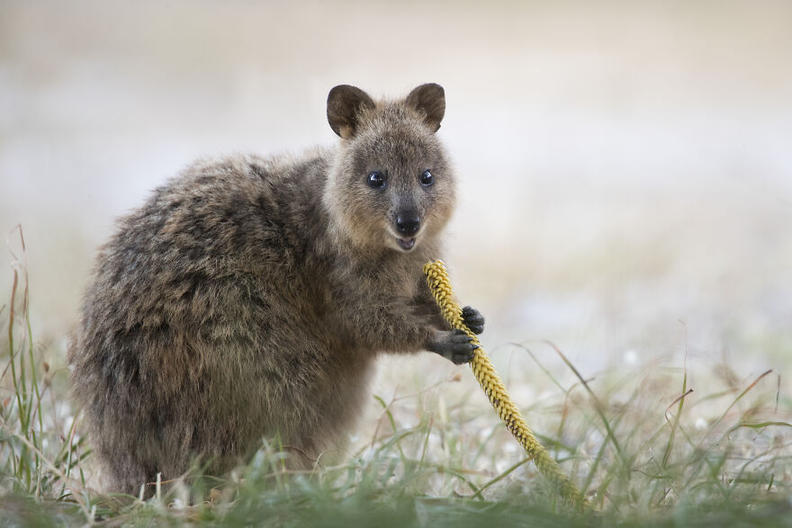 Quokka's Are The Happiest Animals On The Planet - And This Book Is Just What We Need Right Now!
