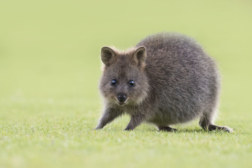 Quokka's Are The Happiest Animals On The Planet - And This Book Is Just What We Need Right Now! Quokka's Are The Happiest Animals On The Planet - And This Book Is Just What We Need Right Now!