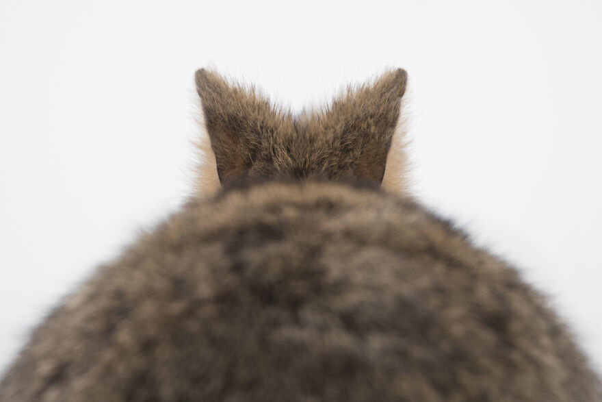 Quokka's Are The Happiest Animals On The Planet - And This Book Is Just What We Need Right Now! Quokka's Are The Happiest Animals On The Planet - And This Book Is Just What We Need Right Now!