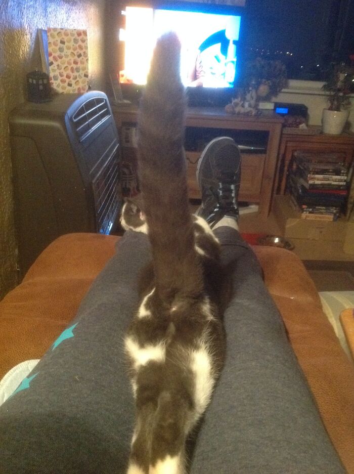 Merlin Fast Asleep But Making Sure His Kitty Farts Hit The Intended Spot.