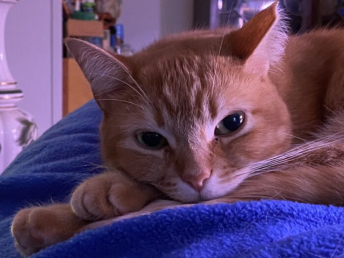 Penny Is Such A Cozy Golden Nugget