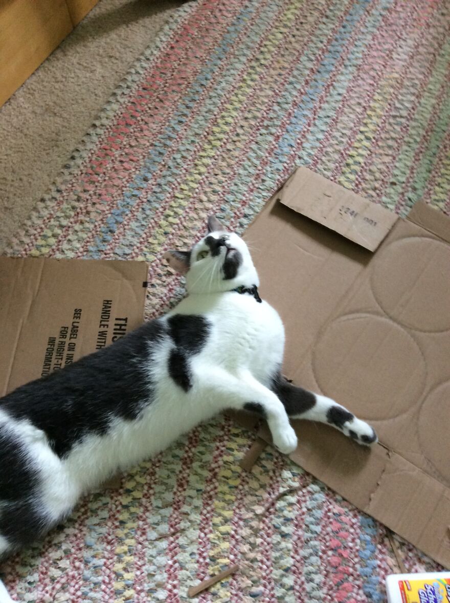 Meet My Cat, Seymour!