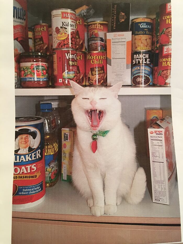 I Said Close The Pantry Door!