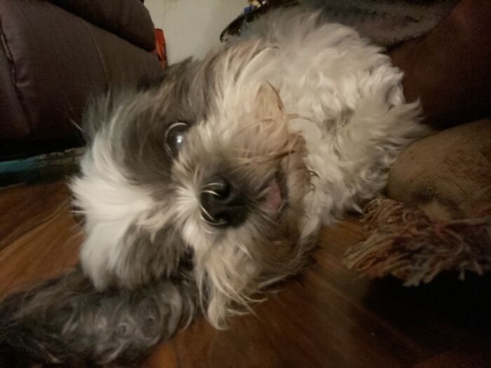 Dis Is Ma Doggo His Name Ish Pup And His Tongue Won’t Go Back In His Mouth