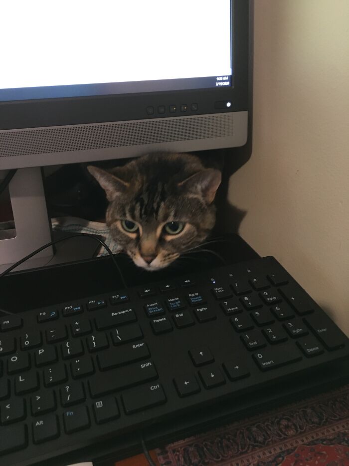 So Many Cute Pictures, But I Still Adore My First Day Working From Home