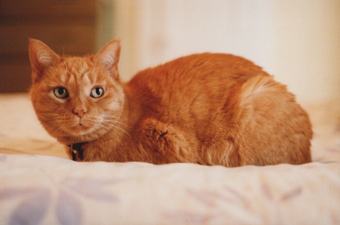 Abigail. She's Gone Now, But We Found Her On The Road When She Was Just A Few Weeks Old And She Was Our Baby For 18 Years.