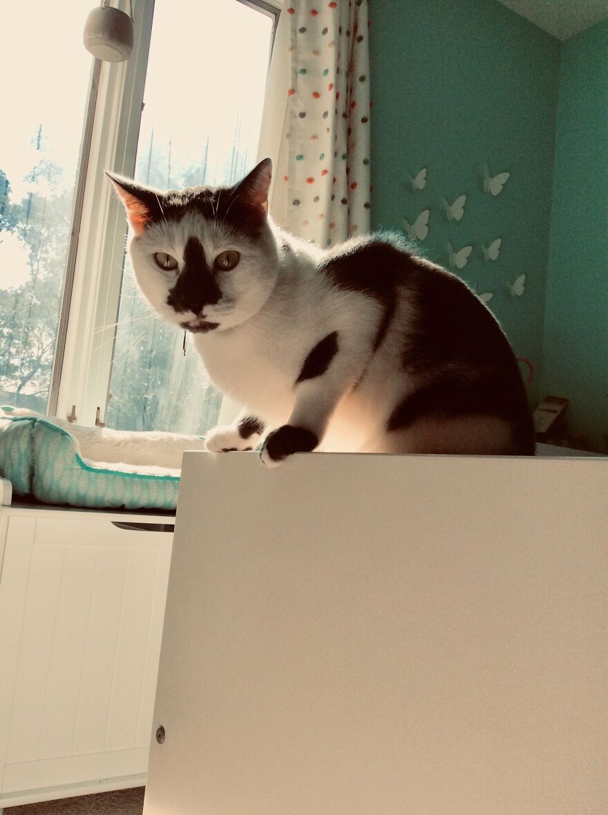 Meet My Cat, Seymour!