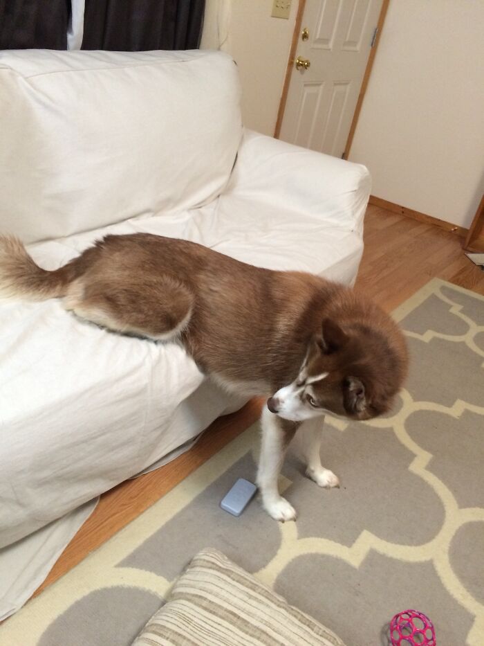 Only Her Back Legs Were Tired