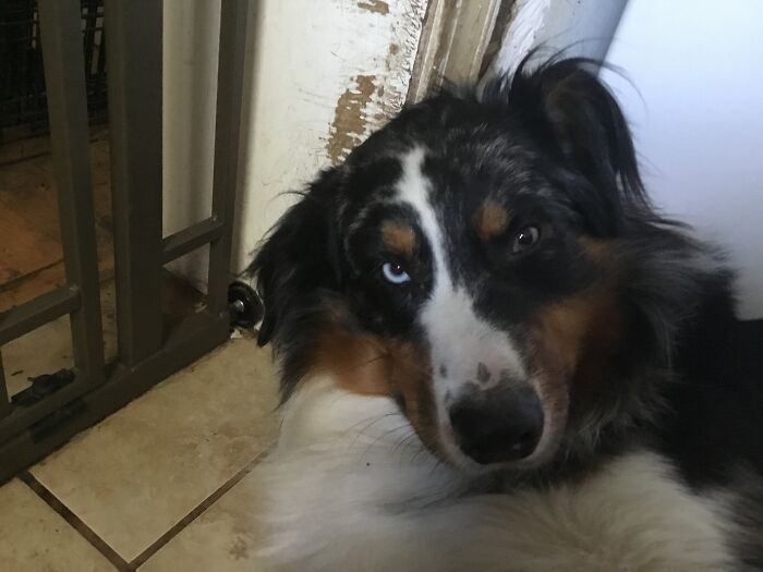 Get Out Of My Face Human