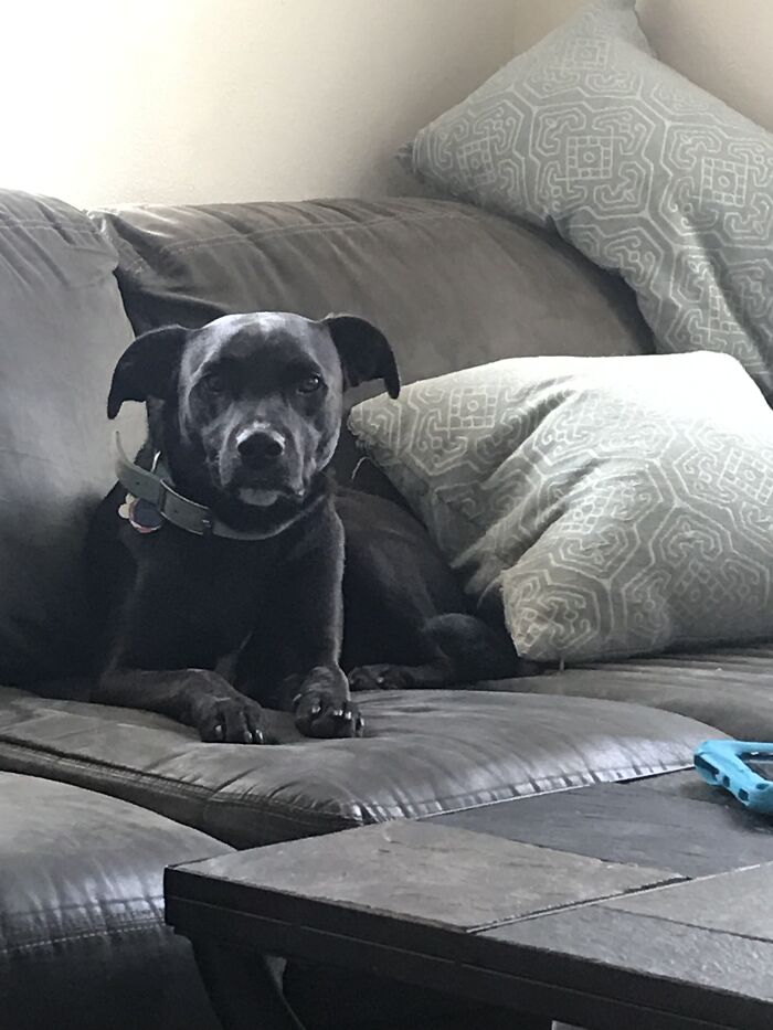 When You Tell Him To Get Off The Couch Right After He Lays Down