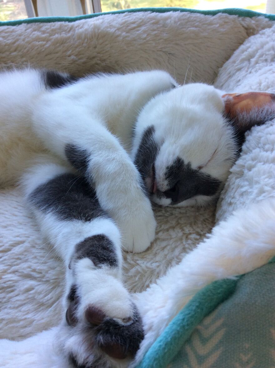 Meet My Cat, Seymour!