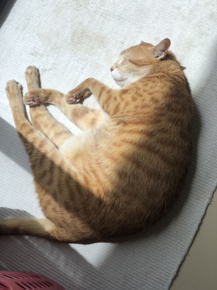 Here’s My Old Boy Orange