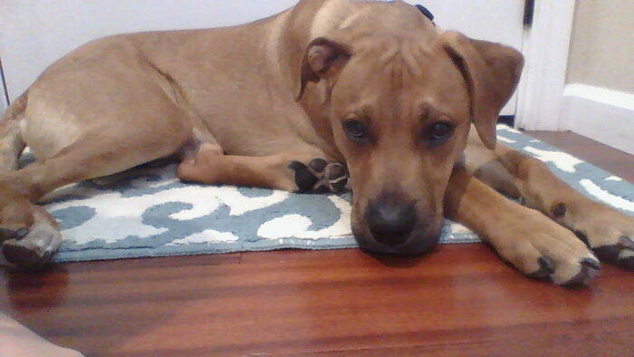 Name This Thing. I Think It's A Cat