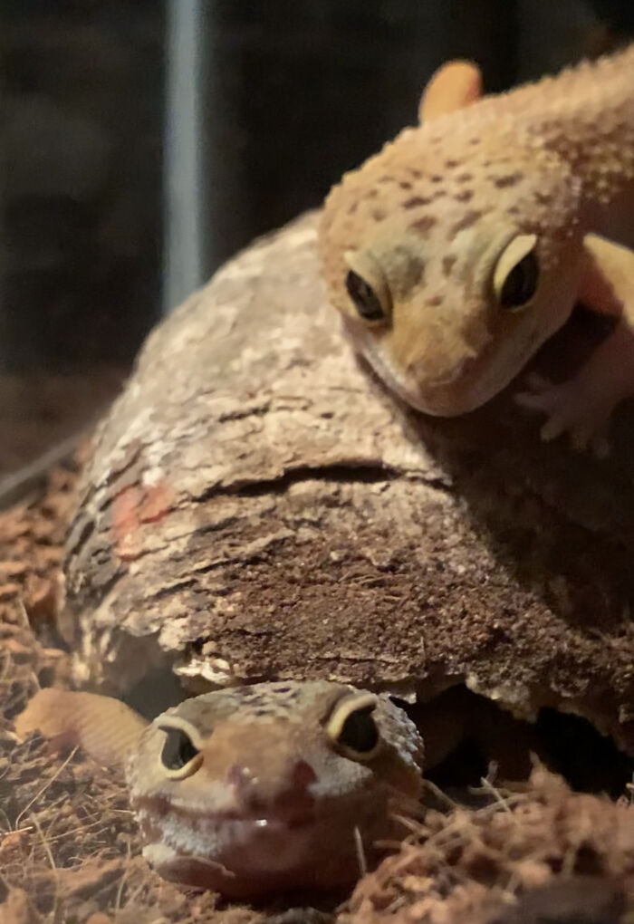 Look How Happy They Are To See Their Mommy!