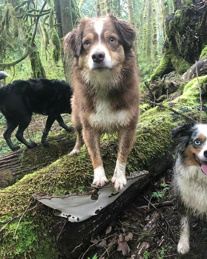 Photos-Dogs-Standing-On-Mushrooms