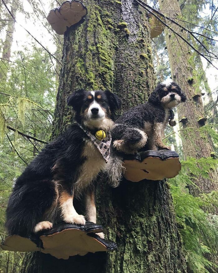 Photos-Dogs-Standing-On-Mushrooms