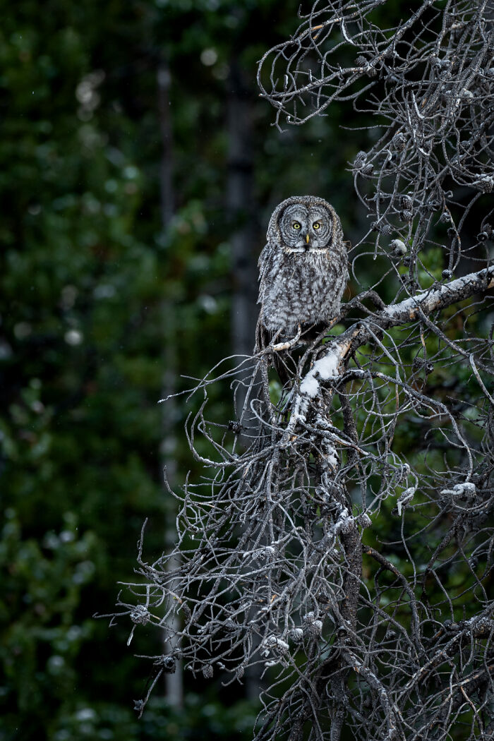 "It Sent Tingles Down My Spine For Hours": Owl Lands On This Photographer&rsquo;s Lens, Ends Up Blending In Perfectly