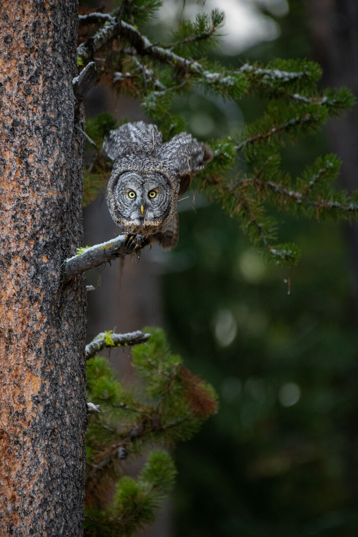 "It Sent Tingles Down My Spine For Hours": Owl Lands On This Photographer’s Lens, Ends Up Blending In Perfectly "It Sent Tingles Down My Spine For Hours": Owl Lands On This Photographer’s Lens, Ends Up Blending In Perfectly